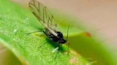 Sredstva za boj proti notranjim mišicam